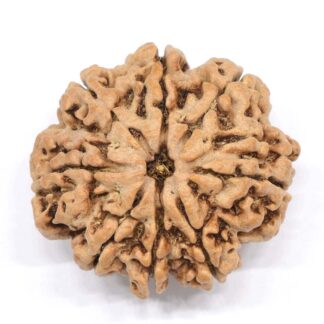 8-Mukhi-Rudraksha-Nepal-Collector-8