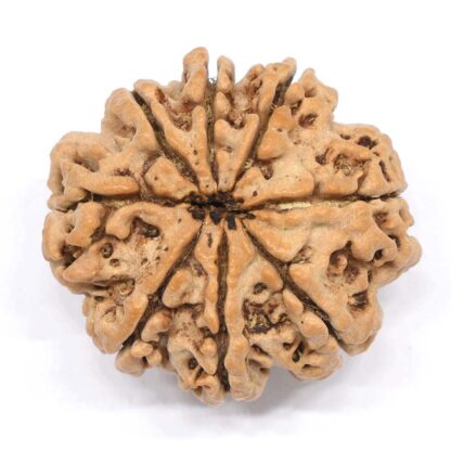 8-Mukhi-Rudraksha-Nepal-Collector-8-Back