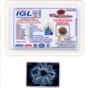 8-Mukhi-Rudraksha-Nepal-Collector-8-Certificate