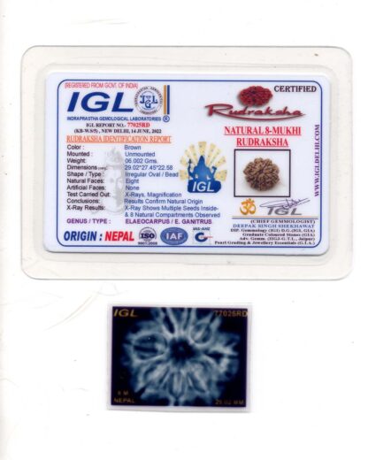 8-Mukhi-Rudraksha-Nepal-Collector-8-Certificate