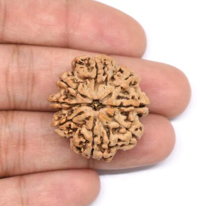 8 Mukhi Rudraksha Nepal 29.02mm / 6.00gms Bead - Lab Certified with X-Ray - Image 3