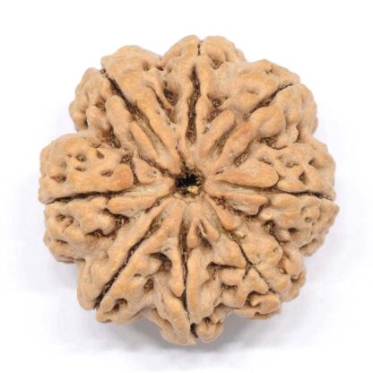 8-Mukhi-Rudraksha-Nepal-Collector-9