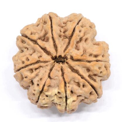 8-Mukhi-Rudraksha-Nepal-Collector-9-Back