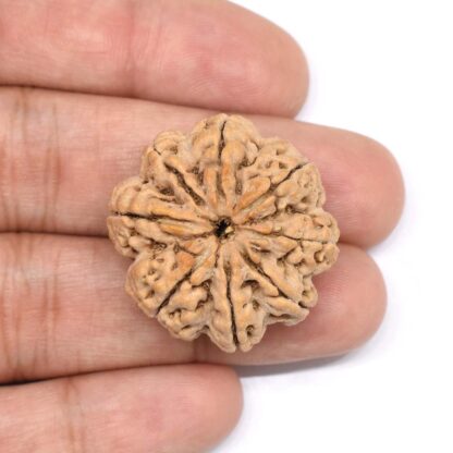 8-Mukhi-Rudraksha-Nepal-Collector-9-Hand