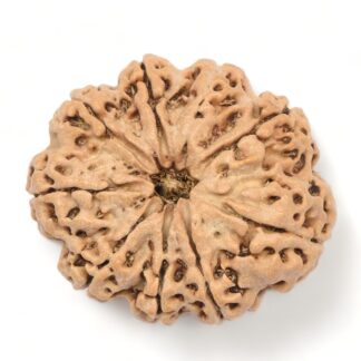 9-Mukhi-Rudraksha-Nepal-Collector-10