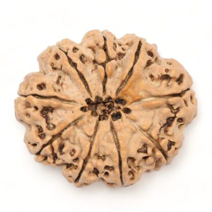 9-Mukhi-Rudraksha-Nepal-Collector-10-Back