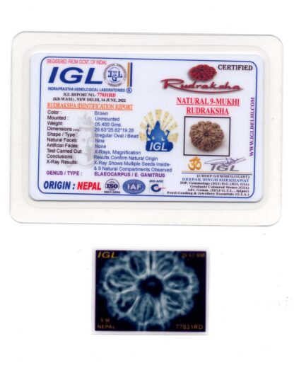 9-Mukhi-Rudraksha-Nepal-Collector-10-Certificate