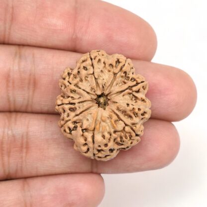 9-Mukhi-Rudraksha-Nepal-Collector-10-Hand