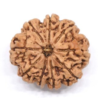 9-Mukhi-Rudraksha-Nepal-Collector-6