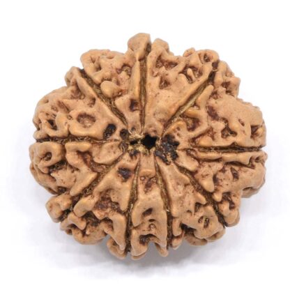 9-Mukhi-Rudraksha-Nepal-Collector-6-Back