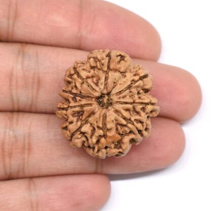 9-Mukhi-Rudraksha-Nepal-Collector-6-Hand