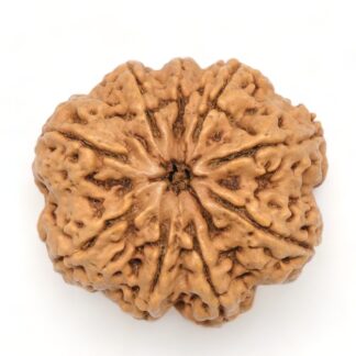 9-Mukhi-Rudraksha-Nepal-Collector-7