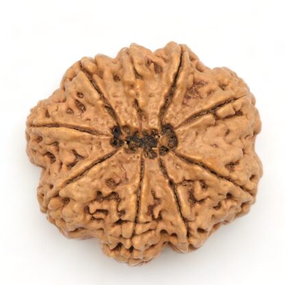 9-Mukhi-Rudraksha-Nepal-Collector-7-Back