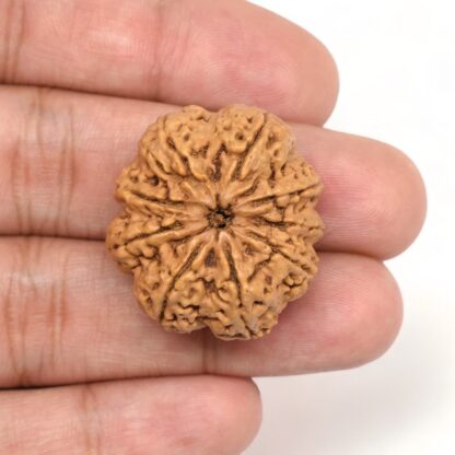 9-Mukhi-Rudraksha-Nepal-Collector-7-Hand