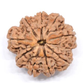 9-Mukhi-Rudraksha-Nepal-Collector-8