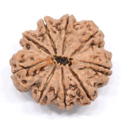 9-Mukhi-Rudraksha-Nepal-Collector-8-Back