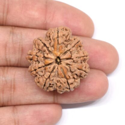 9-Mukhi-Rudraksha-Nepal-Collector-8-Hand