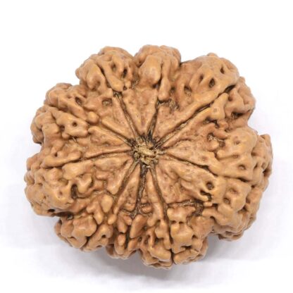 9-Mukhi-Rudraksha-Nepal-Collector-9