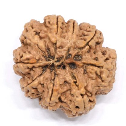 9-Mukhi-Rudraksha-Nepal-Collector-9-Back