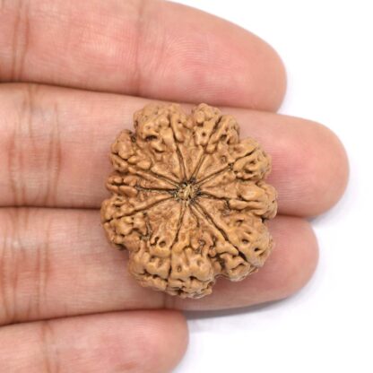 9-Mukhi-Rudraksha-Nepal-Collector-9-Hand