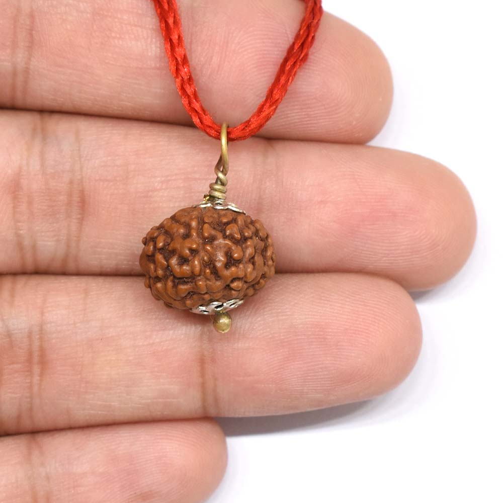 13 Mukhi Rudraksha Indonesian