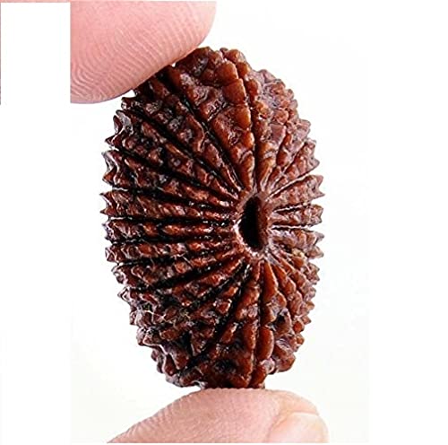 15 Mukhi Rudraksha Fake Hand Made