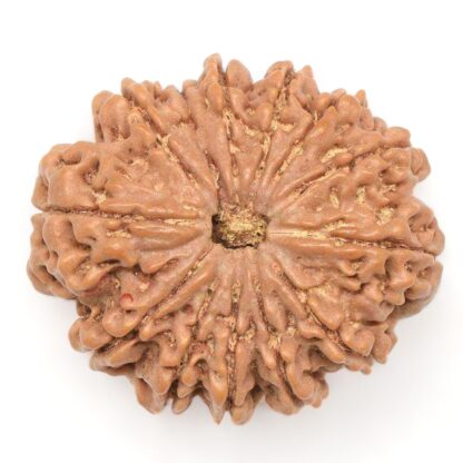 13-Mukhi-Rudraksha-Nepal-Collector-1