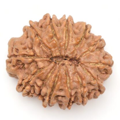 13-Mukhi-Rudraksha-Nepal-Collector-1-Back