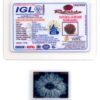 13-Mukhi-Rudraksha-Nepal-Collector-1-Certificate