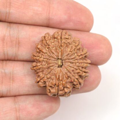 13-Mukhi-Rudraksha-Nepal-Collector-1-Hand