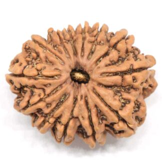 13-Mukhi-Rudraksha-Nepal-Collector-2