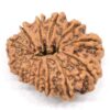 13-Mukhi-Rudraksha-Nepal-Collector-2-Back