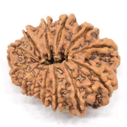 13-Mukhi-Rudraksha-Nepal-Collector-2-Back