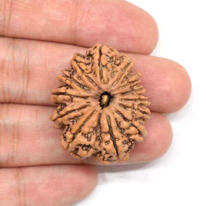 13-Mukhi-Rudraksha-Nepal-Collector-2-Hand