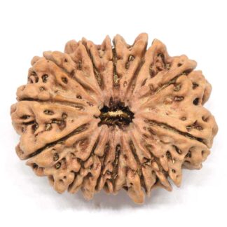 13-Mukhi-Rudraksha-Nepal-Collector-3