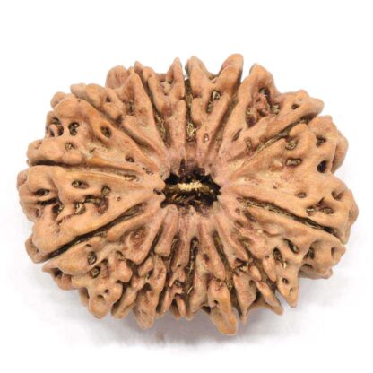 13-Mukhi-Rudraksha-Nepal-Collector-3