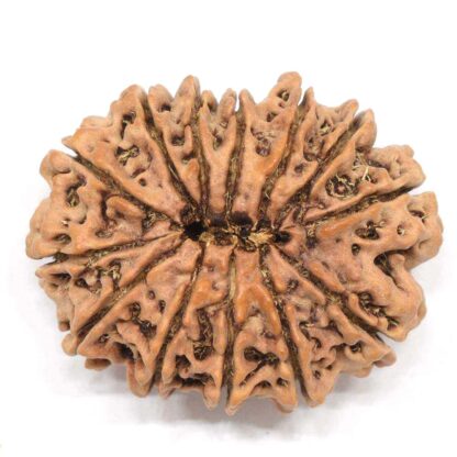 13-Mukhi-Rudraksha-Nepal-Collector-3-Back