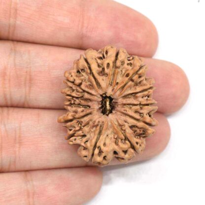 13-Mukhi-Rudraksha-Nepal-Collector-3-Hand