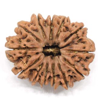 13-Mukhi-Rudraksha-Nepal-Collector-4