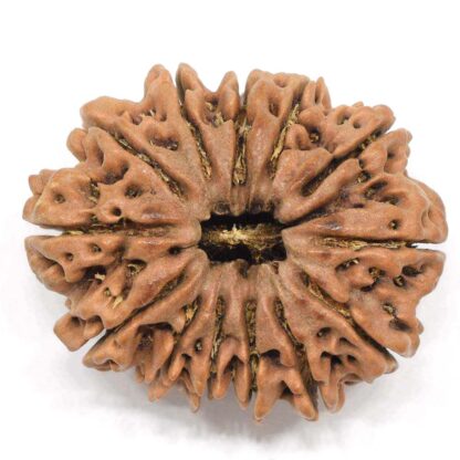 13-Mukhi-Rudraksha-Nepal-Collector-4