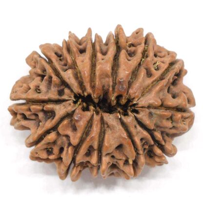 13-Mukhi-Rudraksha-Nepal-Collector-4-Back