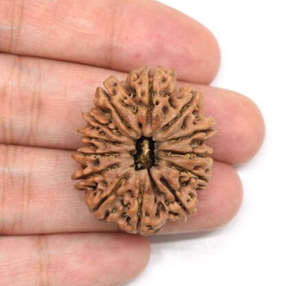 13-Mukhi-Rudraksha-Nepal-Collector-4-Hand