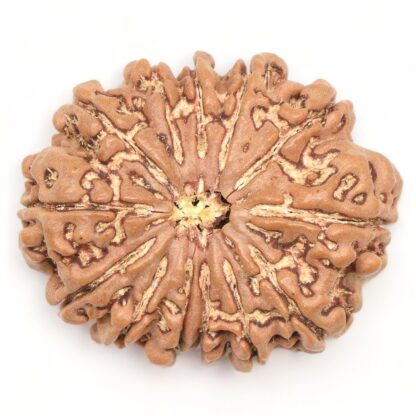 13-Mukhi-Rudraksha-Nepal-Collector-5