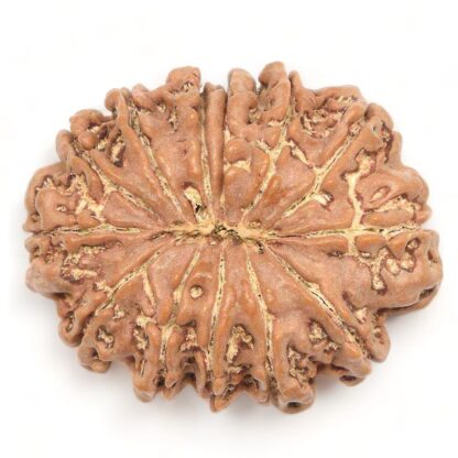 13-Mukhi-Rudraksha-Nepal-Collector-5-Back