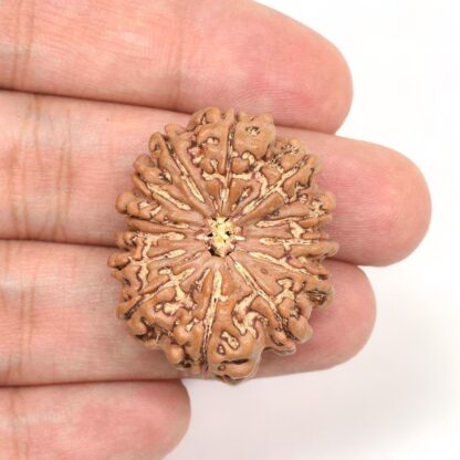 13-Mukhi-Rudraksha-Nepal-Collector-5-Hand