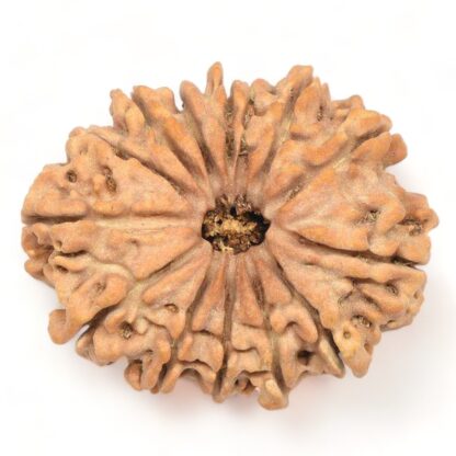 14-Mukhi-Rudraksha-Nepal-Collector-1