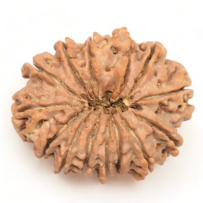 14-Mukhi-Rudraksha-Nepal-Collector-1-Back