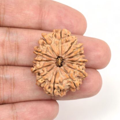 14-Mukhi-Rudraksha-Nepal-Collector-1-Hand