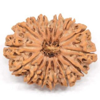 14-Mukhi-Rudraksha-Nepal-Collector-2