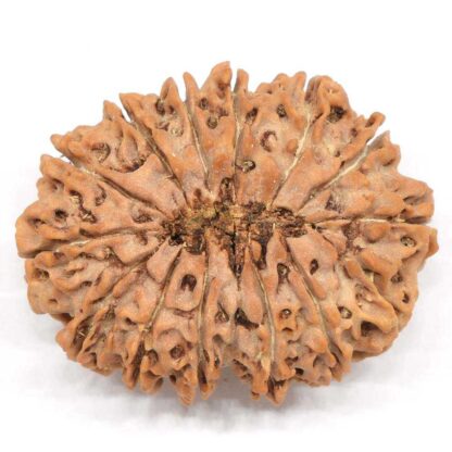 14-Mukhi-Rudraksha-Nepal-Collector-2-Back